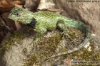 Sceloporus malachiticus - legwan malachitowy*