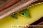 Phelsuma laticauda