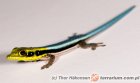 Phelsuma klemmeri