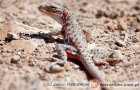 Crotaphytidae - obróżkogwanowate