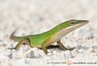 Anolis carolinensis - anolis zielony