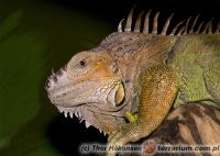 Iguana iguana - legwan zielony